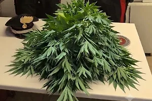 Piante di cannabis e stupefacenti in casa. Denunciato un cinquantunenne