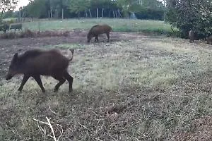Cinghiali a spasso in giardino, l'allarme