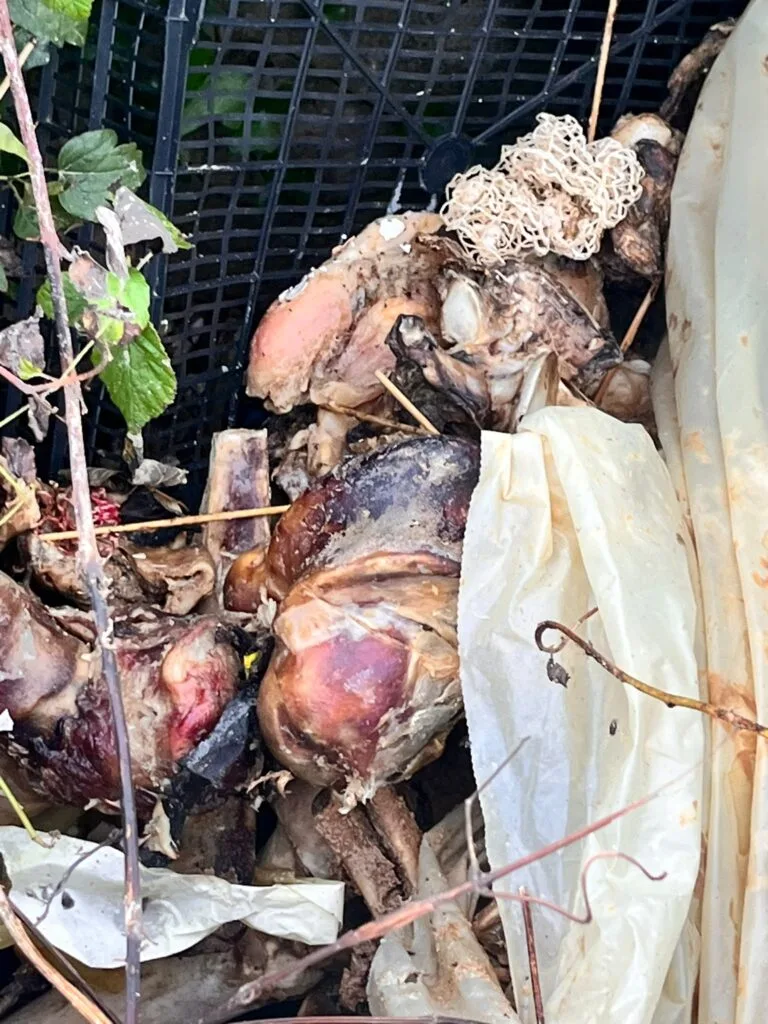 Nocione, ancora carcasse di bovini. Dove finisce la carne? Ansmi continua a segnalare