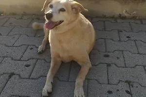 Addio a Brik, il cane mascotte del centro storico