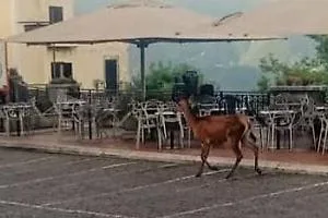 Un cervo a passeggio per le vie del paese